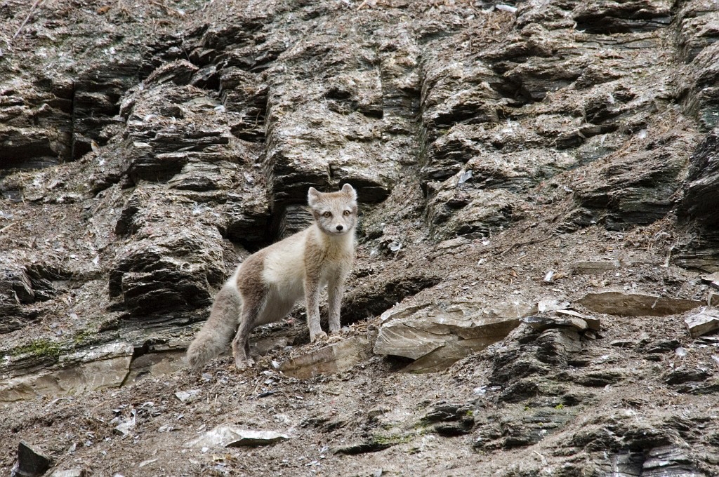 2907 Diskobukta Fjeldrav00.jpg - Arctic Fox (Alopex lagopus) Polarræv, Spitsbergen Norway July 2006